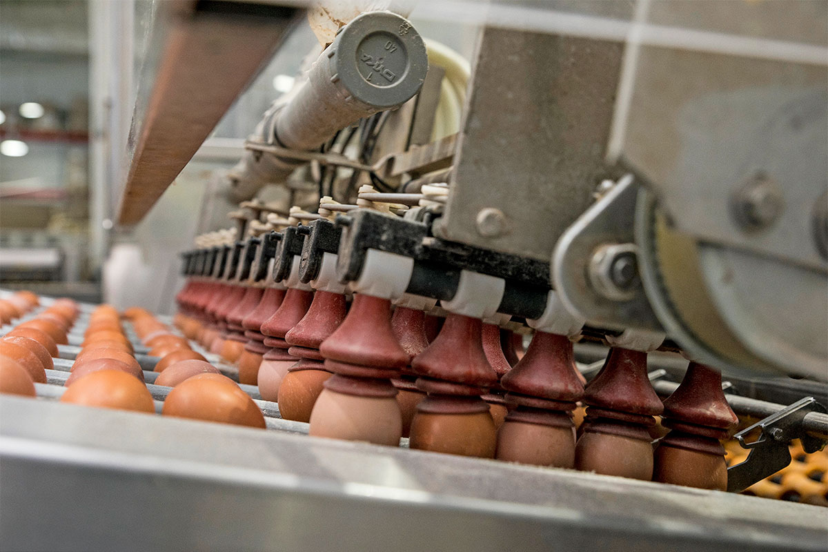 przenoszenie jajek przyssawki próżniowe