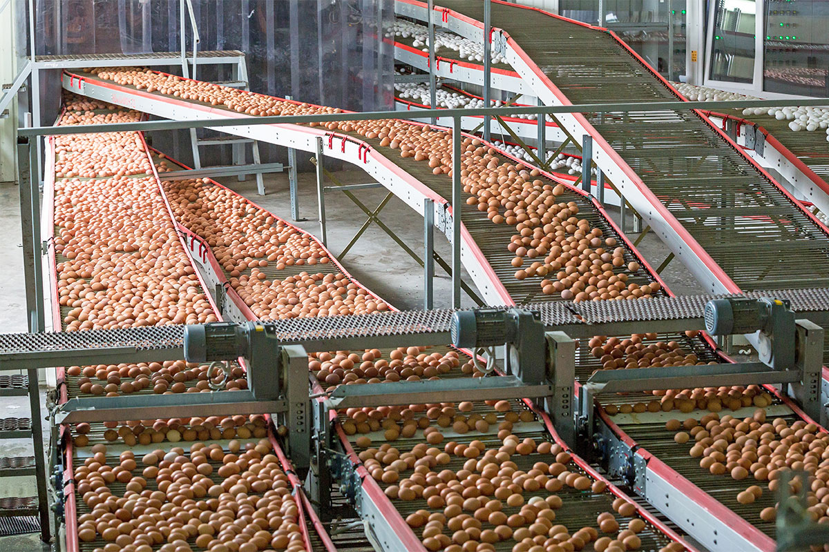 transport jajek przez transporter