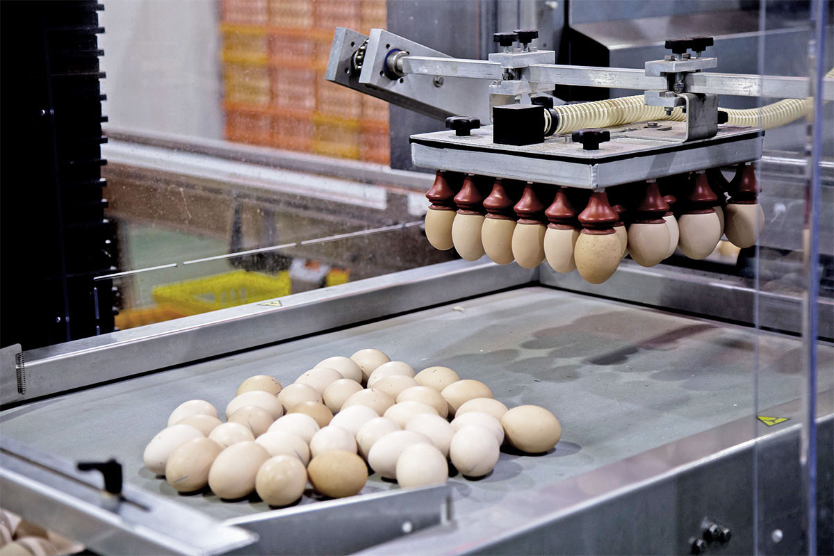 transport jajek przyssawki próżniowe Everson